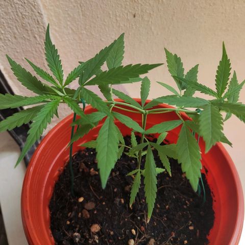 Thai mango growlog timeline photo