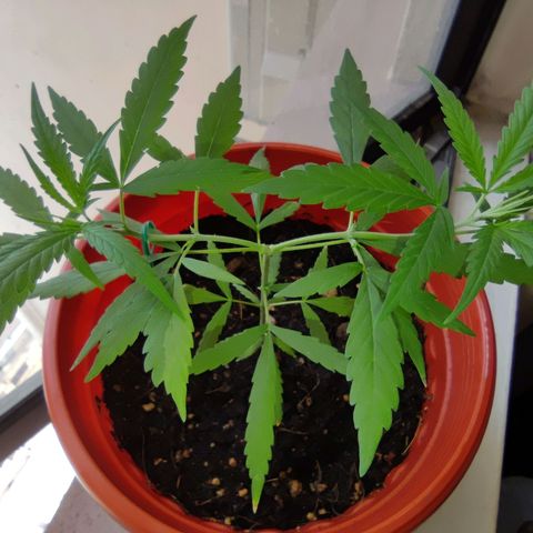 Thai mango growlog photo: 2nd topping