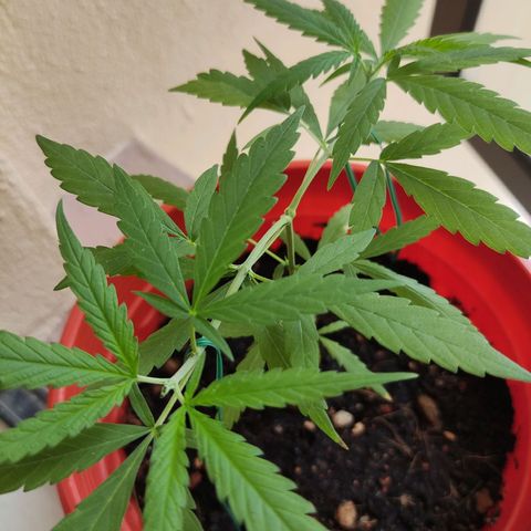 Thai mango growlog photo: 2nd topping