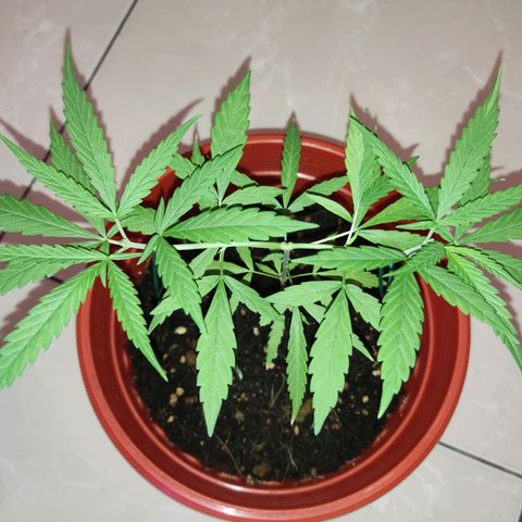 Thai mango growlog timeline photo