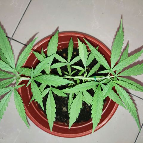 Thai mango growlog timeline photo
