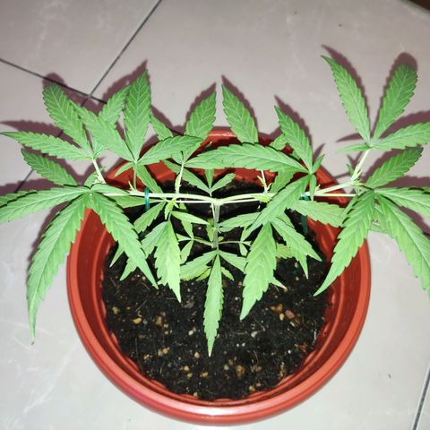 Thai mango growlog timeline photo