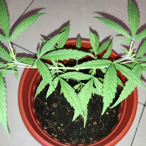 Thai mango growlog timeline photo