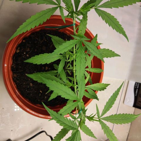 Thai mango growlog timeline photo