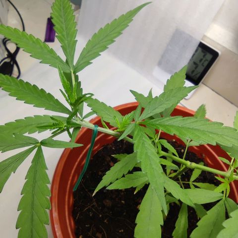 Thai mango growlog timeline photo
