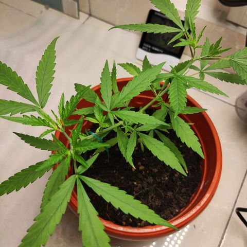 Thai mango growlog timeline photo