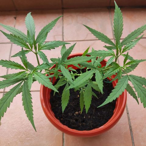 Thai mango growlog timeline photo