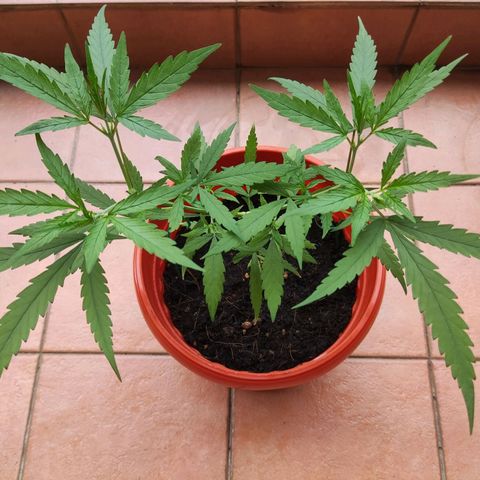 Thai mango growlog timeline photo