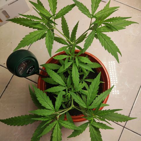Thai mango growlog timeline photo