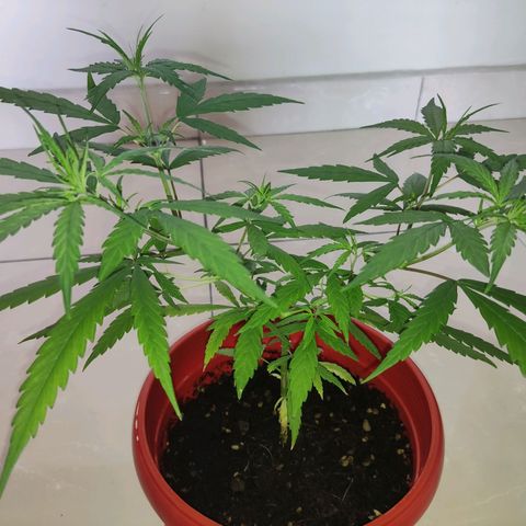 Thai mango growlog timeline photo