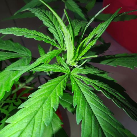 Thai mango growlog timeline photo