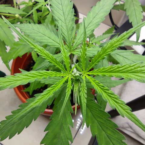 Thai mango growlog timeline photo