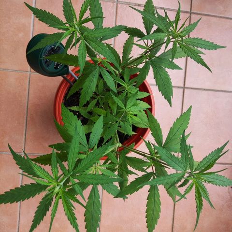 Thai mango growlog timeline photo