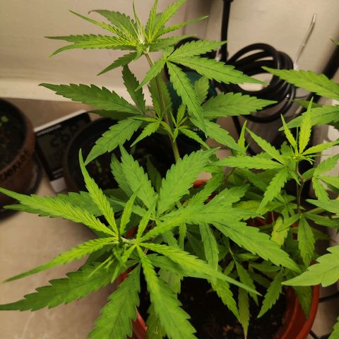 Thai mango growlog timeline photo