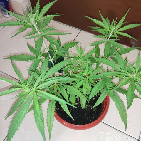 Thai mango growlog timeline photo