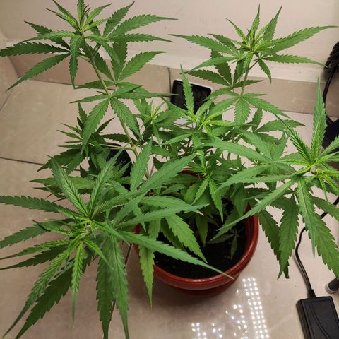 Thai mango growlog timeline photo