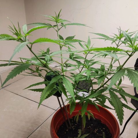 Thai mango growlog timeline photo