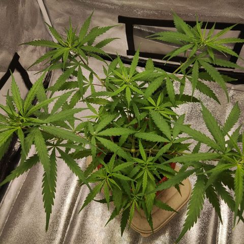Thai mango growlog timeline photo