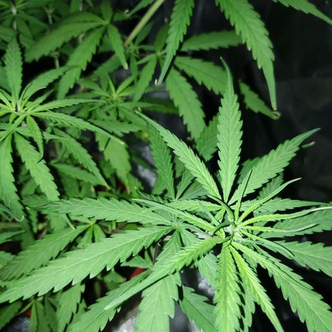 Thai mango growlog photo: Repotted to 5 gal
