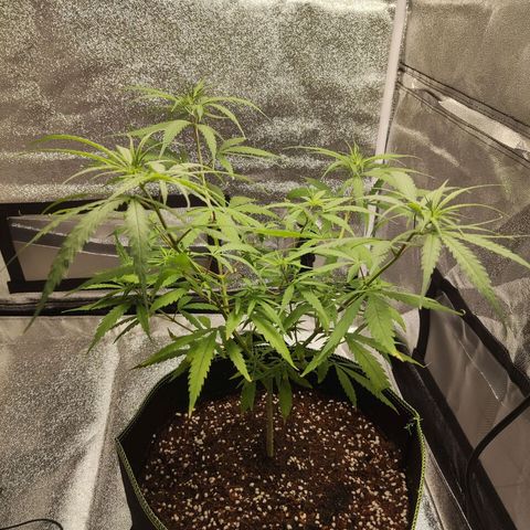 Thai mango growlog photo: Repotted to 5 gal
