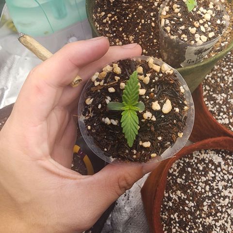 Lilitsan growlog timeline photo
