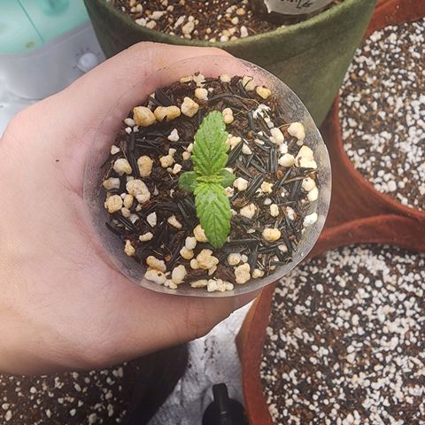 Xandele growlog timeline photo