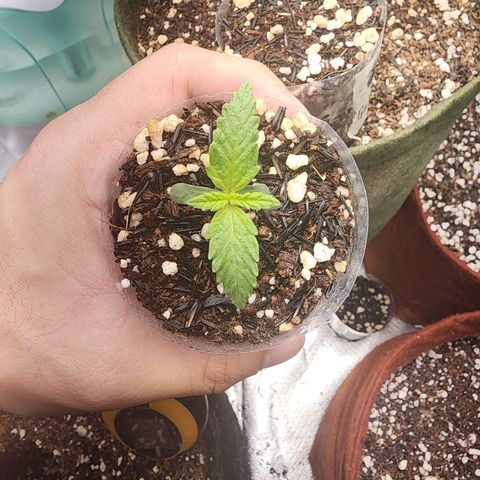 Lilitsan growlog timeline photo