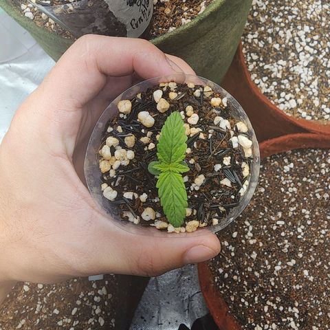 Xandele growlog timeline photo