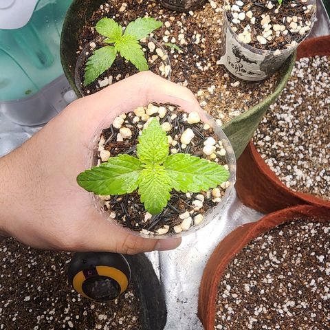 Xandele growlog timeline photo