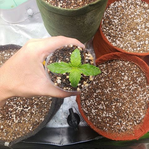 Lilitsan growlog timeline photo