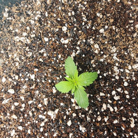 Lilitsan growlog timeline photo