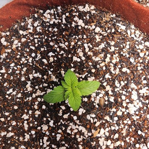 Xandele growlog timeline photo