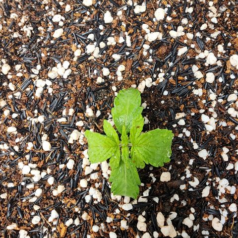 Lilitsan growlog timeline photo