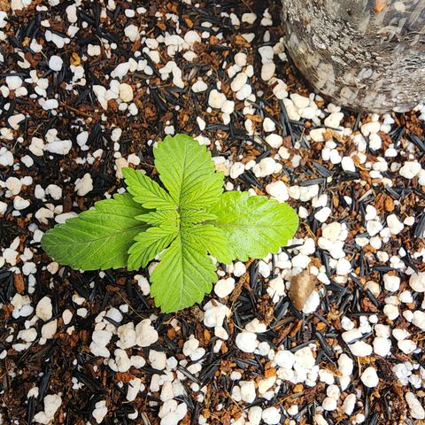 Xandele growlog timeline photo