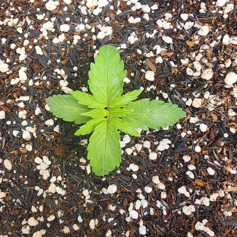 Lilitsan growlog timeline photo