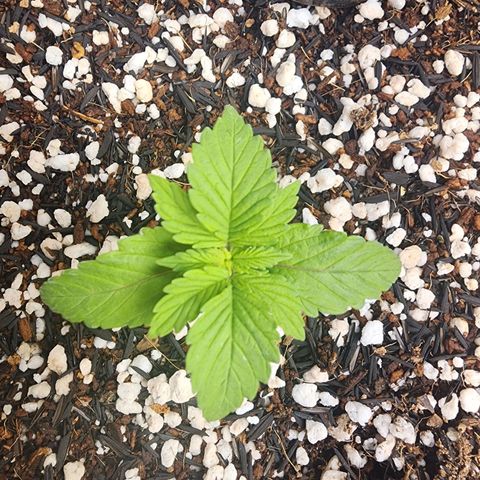 Xandele growlog timeline photo