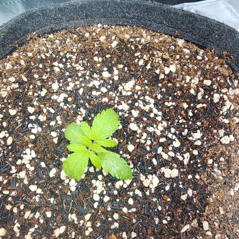 Lilitsan growlog timeline photo
