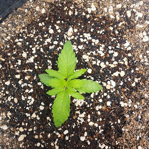 Lilitsan growlog timeline photo