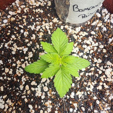 Xandele growlog timeline photo