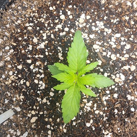 Lilitsan growlog timeline photo