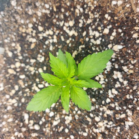 Lilitsan growlog timeline photo
