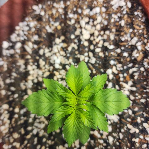 Xandele growlog timeline photo