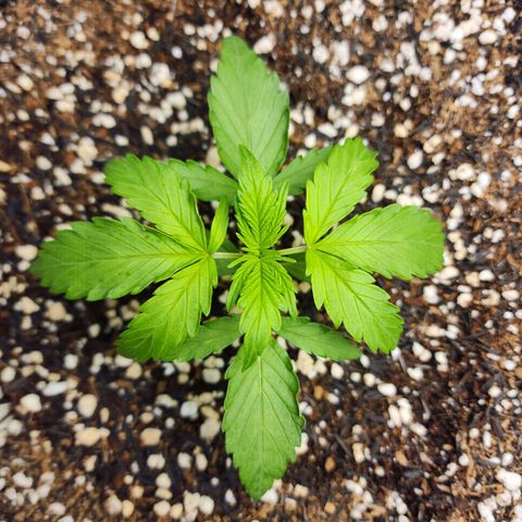 Lilitsan growlog timeline photo