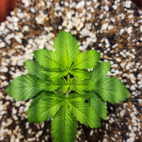 Xandele growlog timeline photo