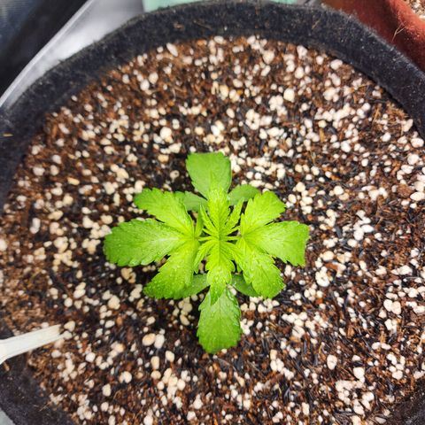 Lilitsan growlog timeline photo