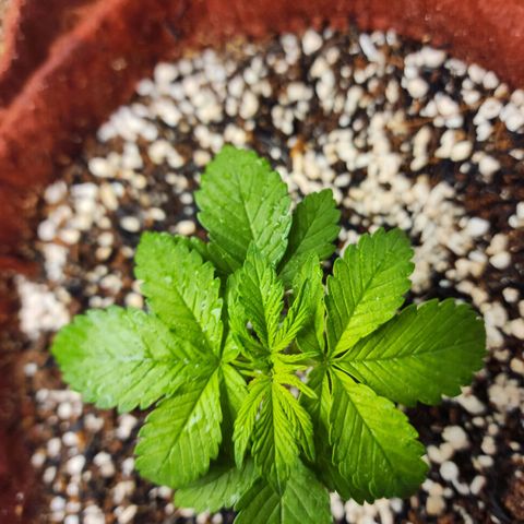 Xandele growlog timeline photo