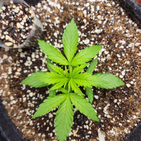 Lilitsan growlog timeline photo