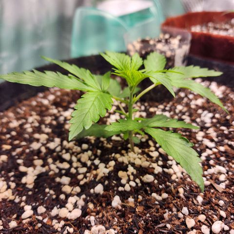 Lilitsan growlog timeline photo
