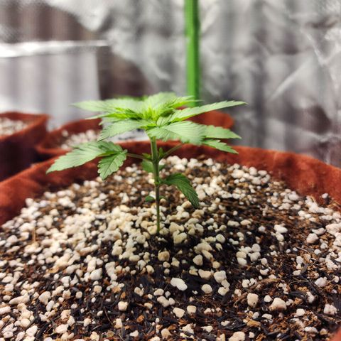 Xandele growlog timeline photo