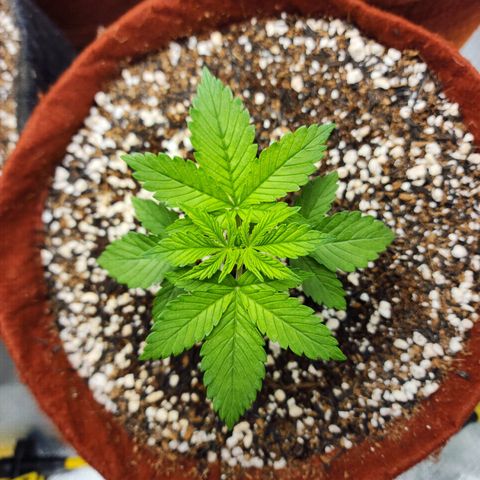 Xandele growlog timeline photo